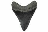 Serrated, Fossil Megalodon Tooth - South Carolina #362452-1